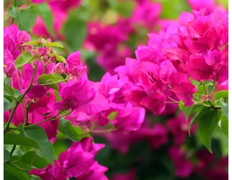Una grande pianta di bouganvillea