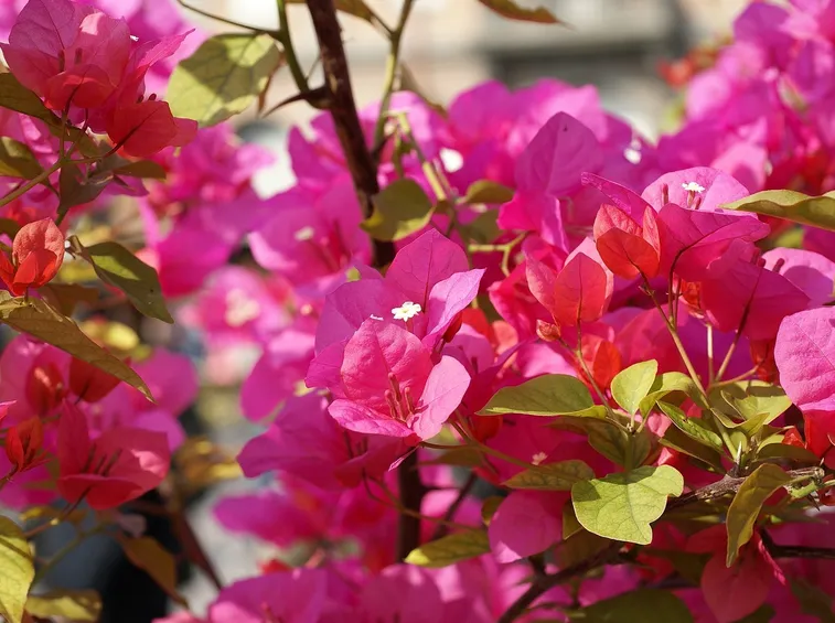 Un esemplare di bouganvillea in vaso