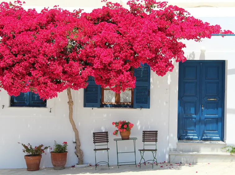 Una bouganvillea ornamentale sopra un cancello