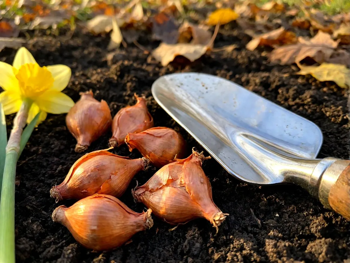 Perché ottobre è il mese giusto per interrare i bulbi a fioritura primaverile