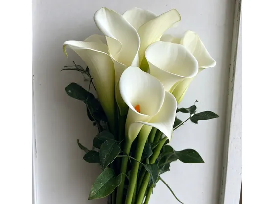 calla bianca