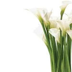 calla bianca