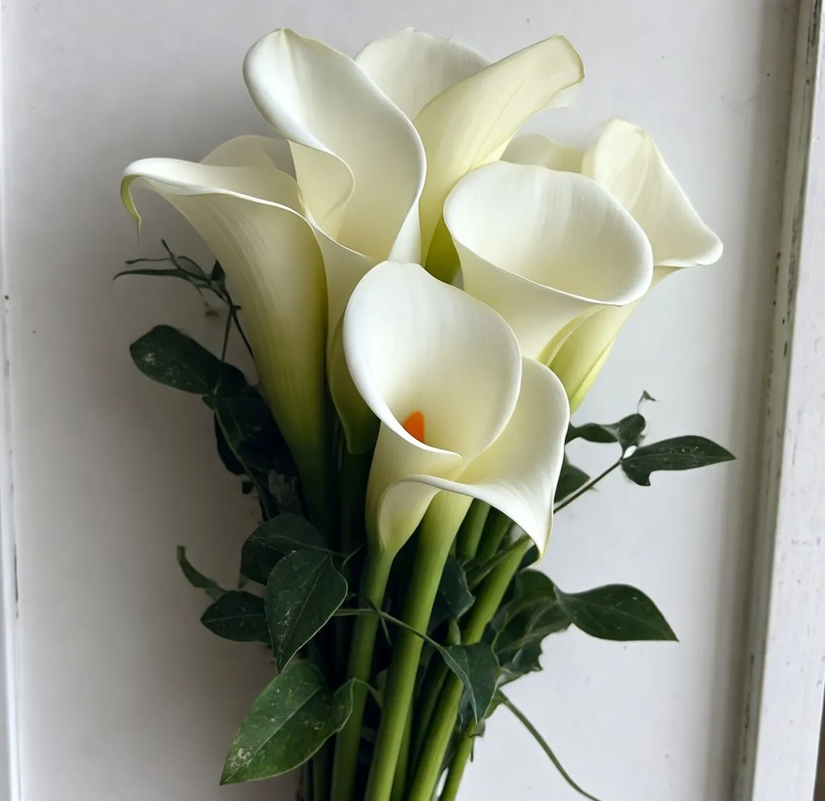 calla bianca