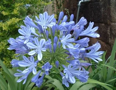 Pianta di Agapanthus africanus