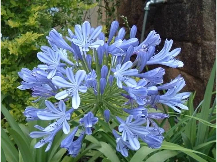 Pianta di Agapanthus africanus