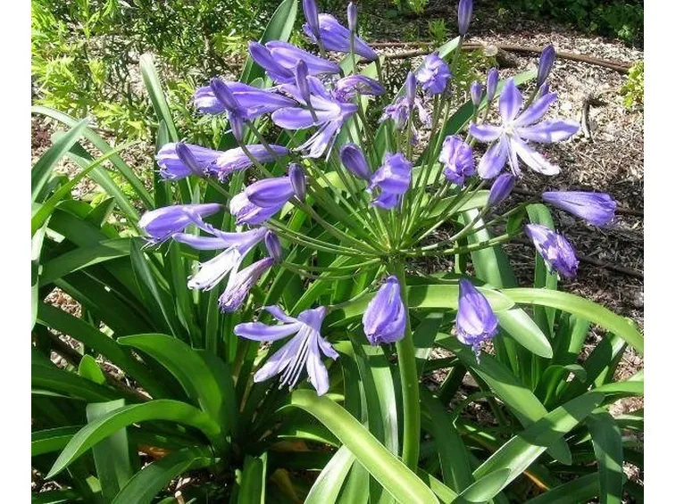 Pianta di Agapanthus praecox