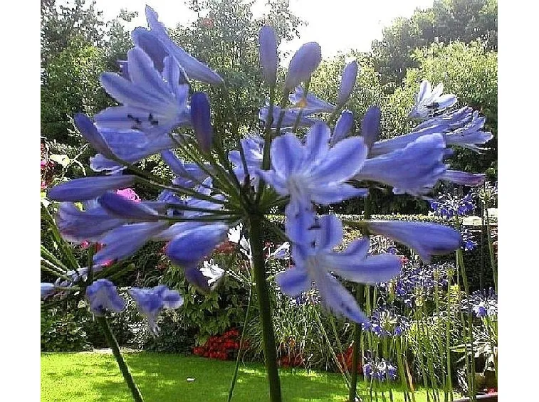 Pianta di Agapanthus campanulatus