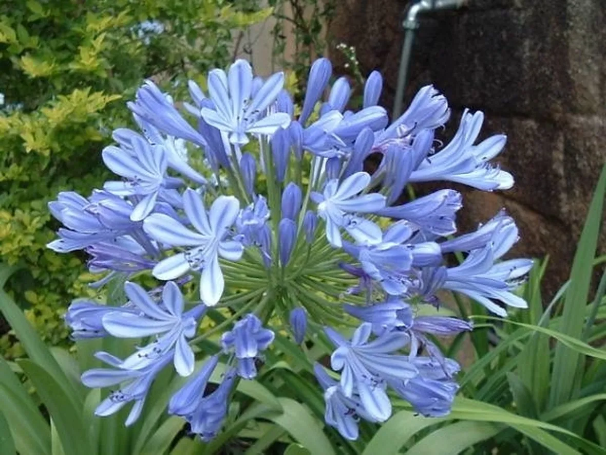 Pianta di Agapanthus africanus