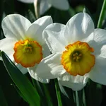 narciso 