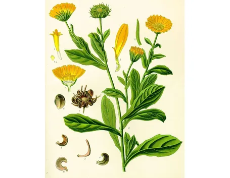 Disegno botanico della calendula arvensis