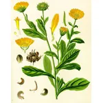 Disegno botanico della calendula arvensis
