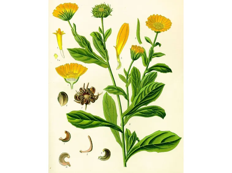 Disegno botanico della calendula arvensis