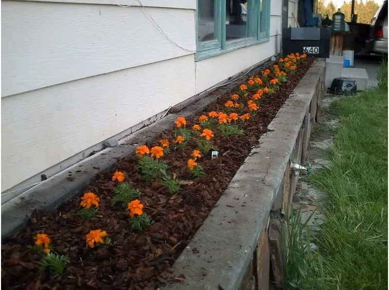 coltivazione di calendule