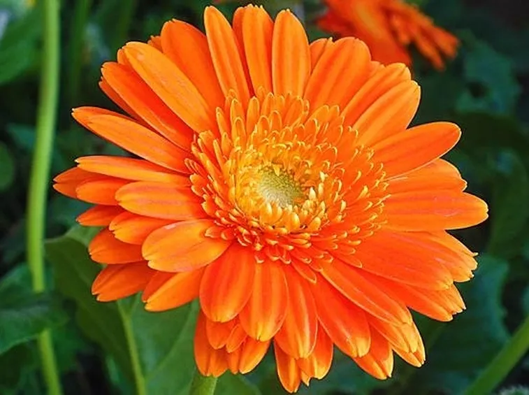un fiore di calendula