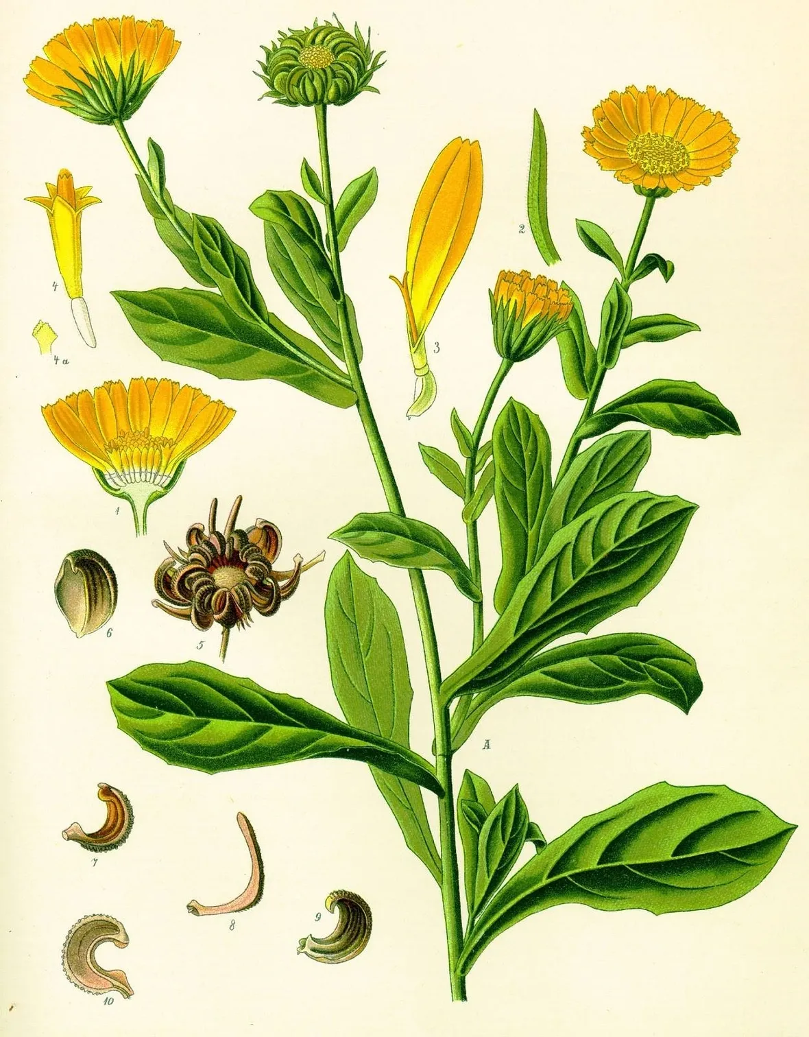 Disegno botanico della calendula arvensis