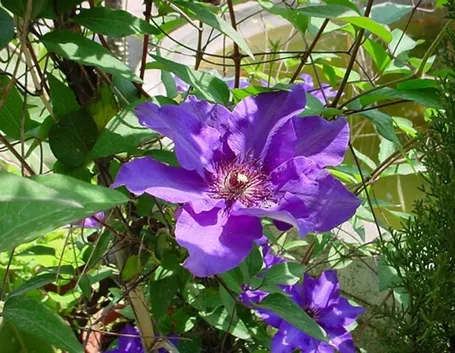 clematis