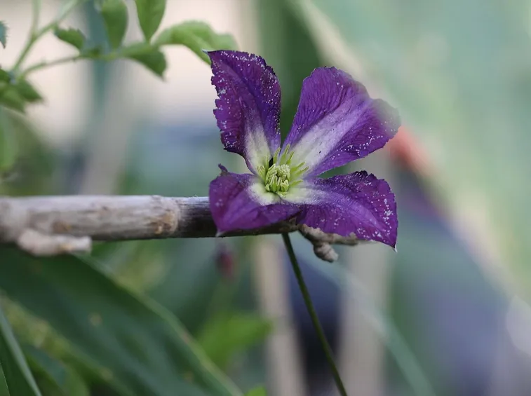 Clematis viticella
