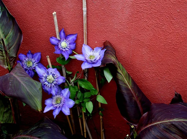 Clematis rampicante