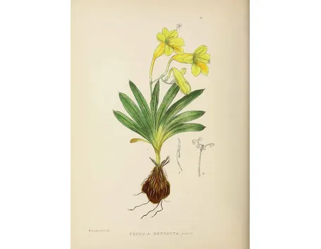 Disegno botanico di freesia refracta