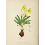 Disegno botanico di freesia refracta