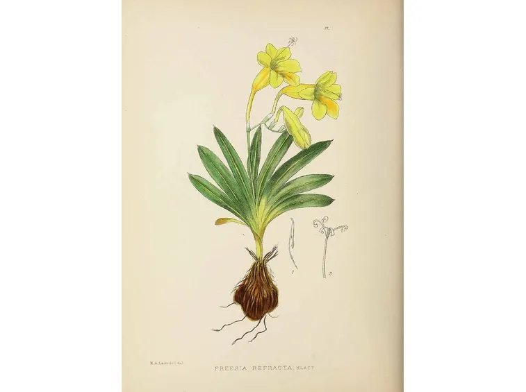 Disegno botanico di freesia refracta