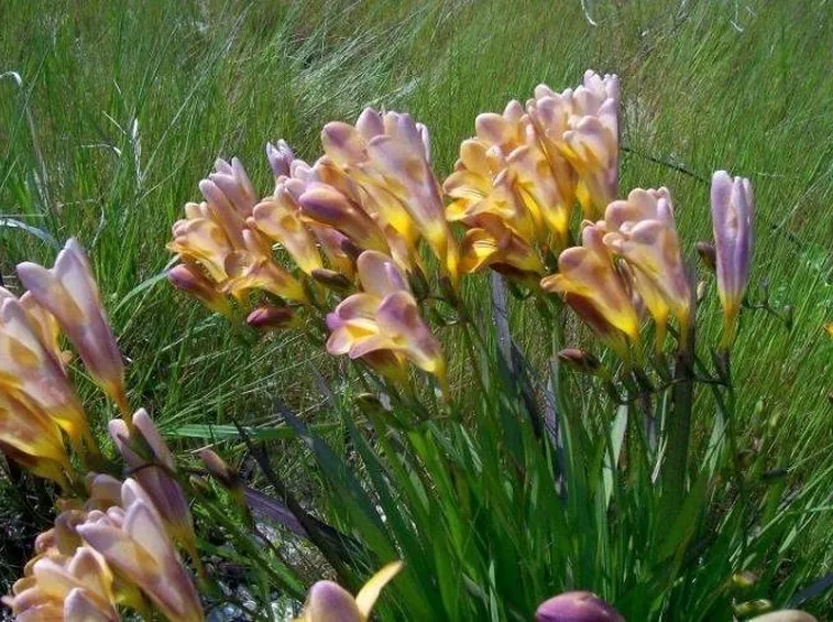 Pianta di fresia