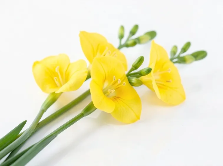 fiori di fresia