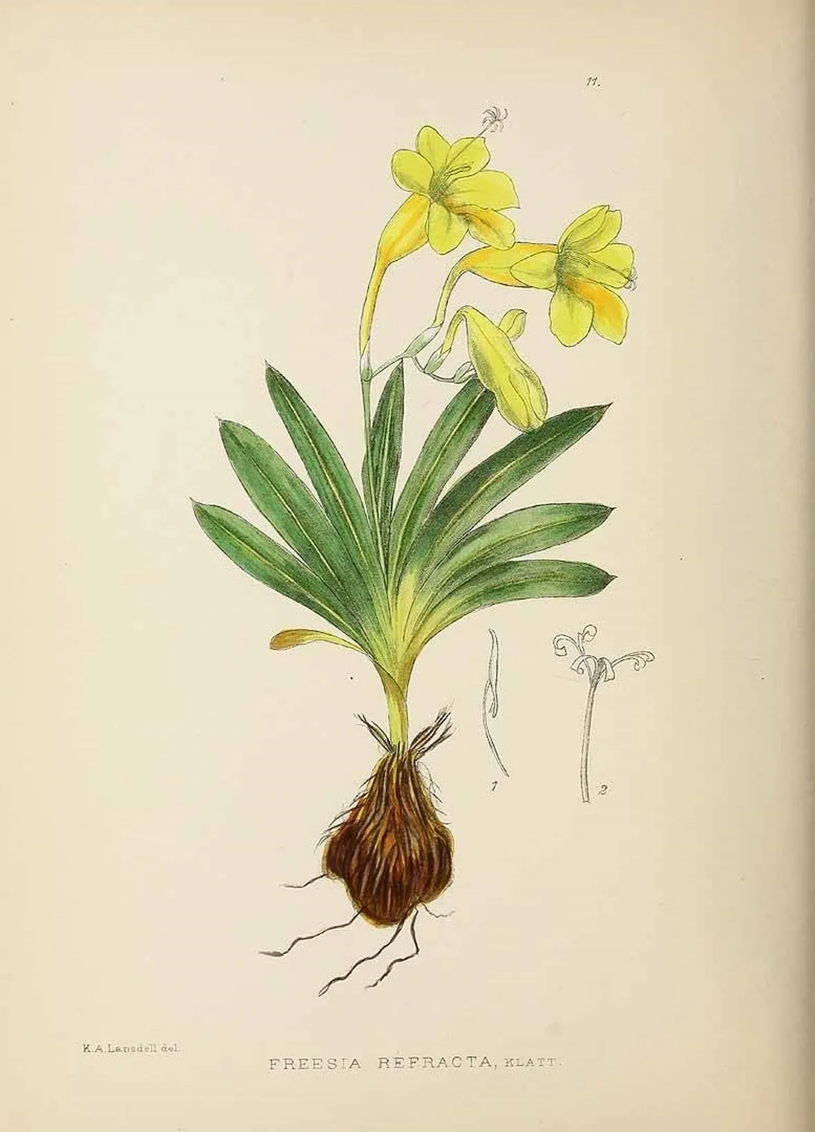 Disegno botanico di freesia refracta