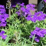 Esistono più di cento tipi di verbena