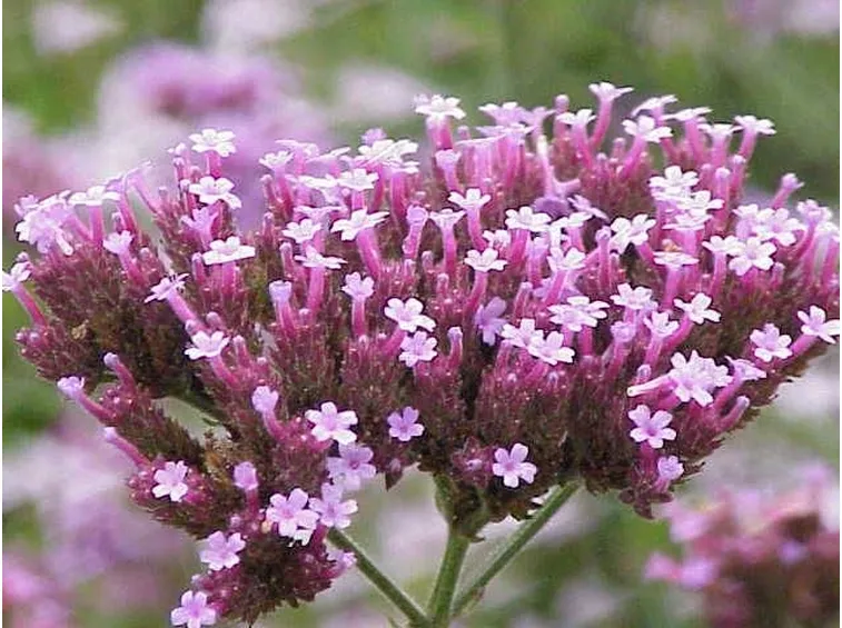 La verbena possiede proprietà terapeutiche