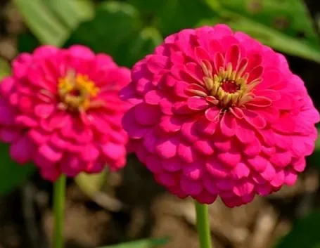 Esemplari di zinnia americana