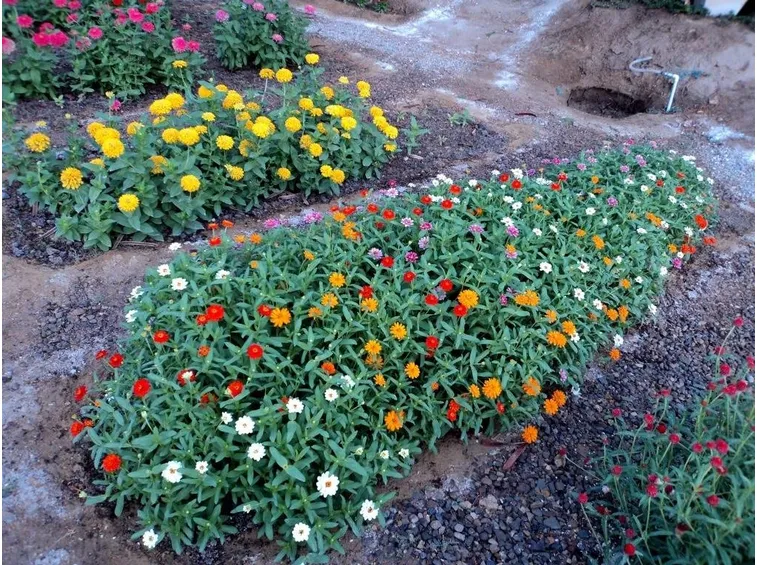Cespugli di zinnia
