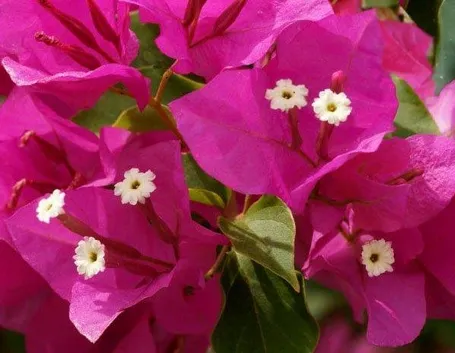 fiori bouganville