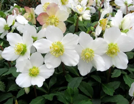 Pianta di Helleborus niger