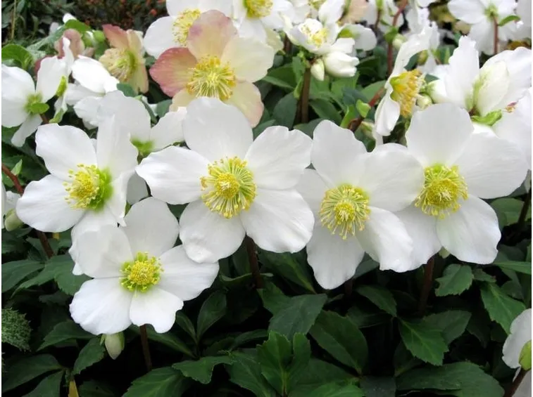 Pianta di Helleborus niger
