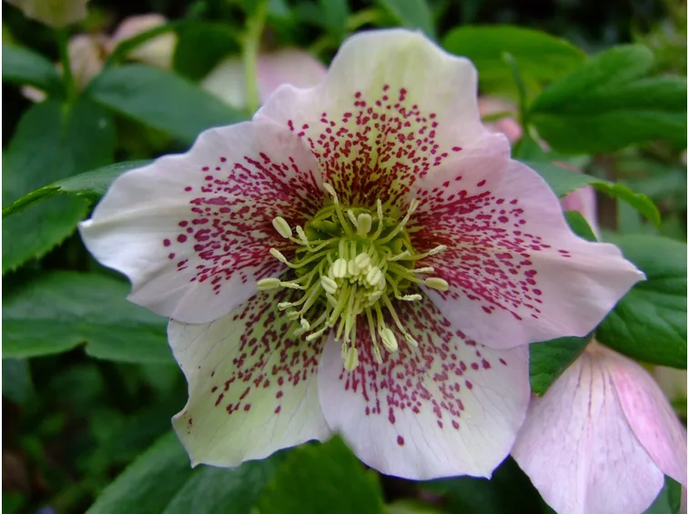 Il fiore Helleborus orientalis