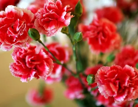 Garofano rosso
