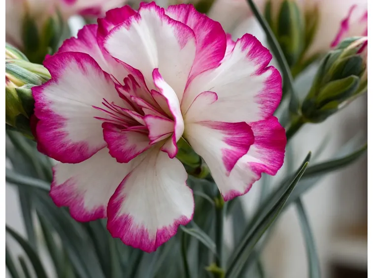 Bouquet di garofani