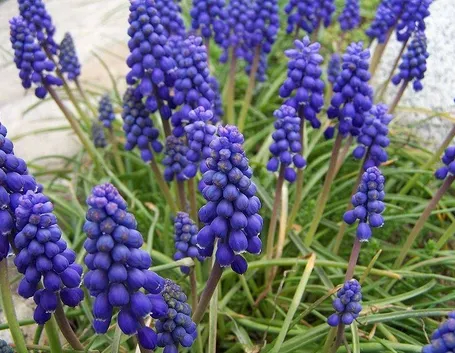 Una pianta di Muscari armeniacum