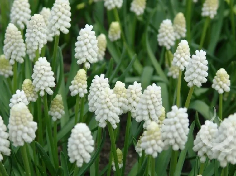 Una pianta di Muscari di colore bianco