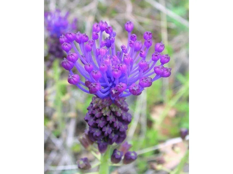 Fiori di Muscari comosum