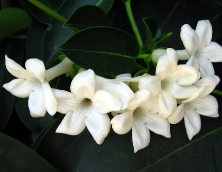 Fiore del gelsomino