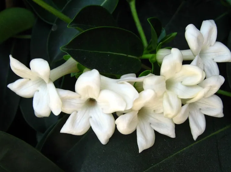 Fiore del gelsomino