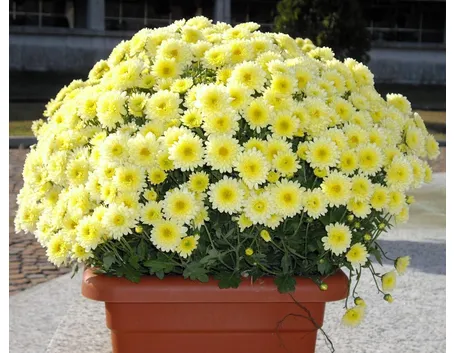 Un vaso di crisantemi gialli