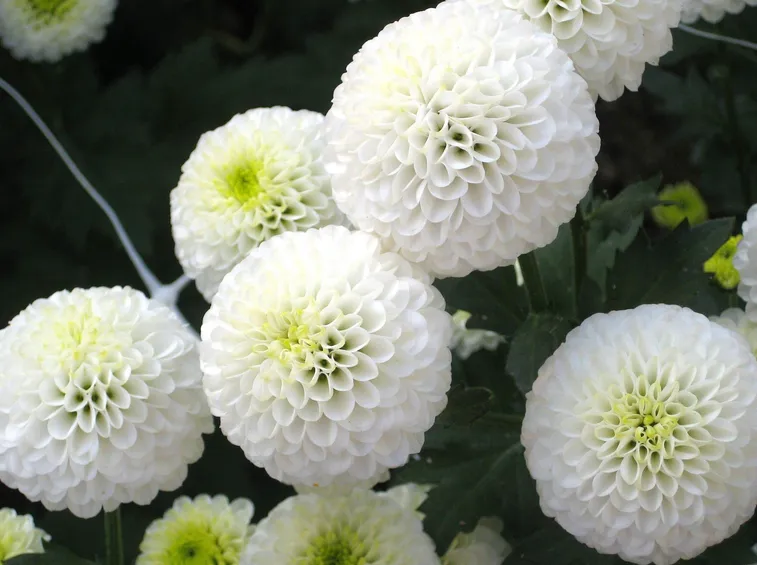 Un esempio di crisantemo pompon bianco