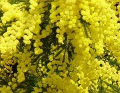 mimosa 