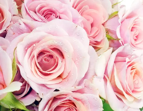 Come coltivare la rosa 