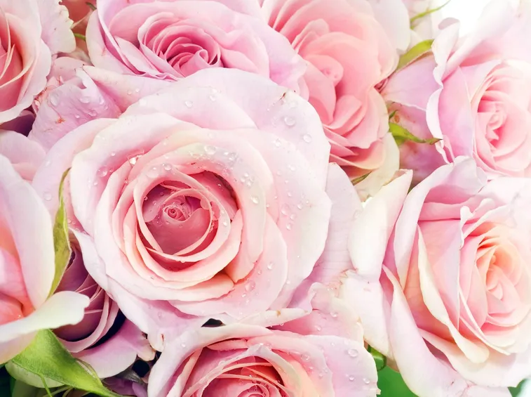 Come coltivare la rosa 