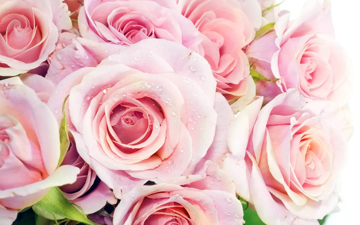 Come coltivare la rosa 