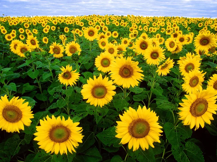 girasoli